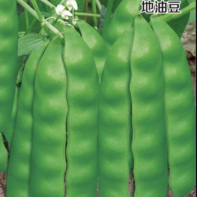 摘不完地油豆豆角种子