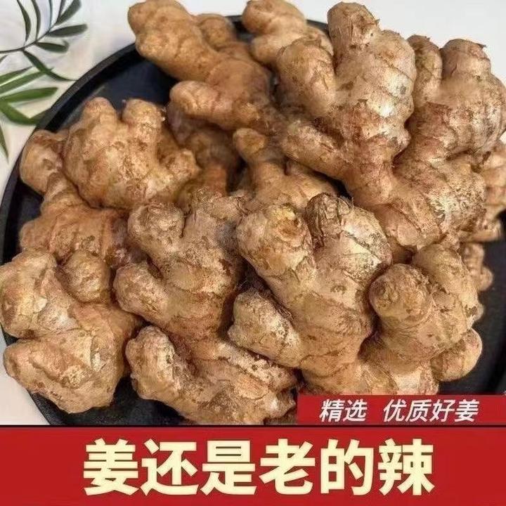 【现挖现发】云南高山老姜新鲜小黄姜生姜土姜月子姜姜母0.5/9斤