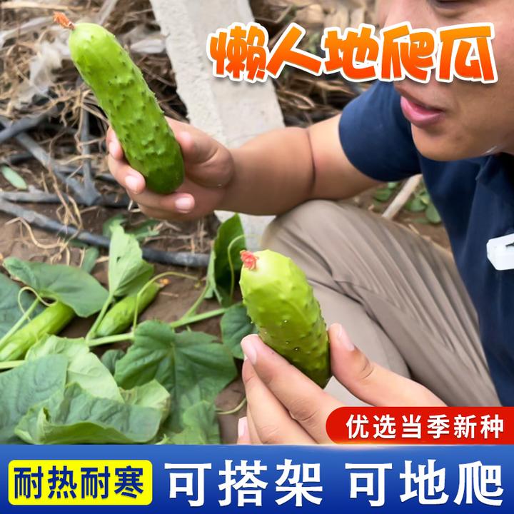 满地爬黄瓜种籽春秋免搭架懒人易种水果黄瓜耐旱阳台蔬菜种子