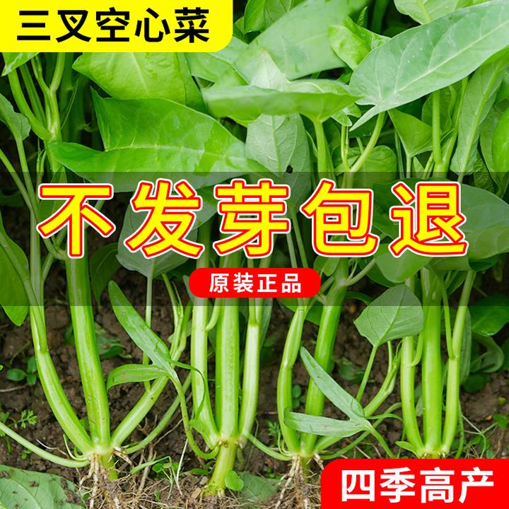 三叉空心菜种籽四季阳台种植蔬菜种子孑水培大叶通心菜籽菜苗高产