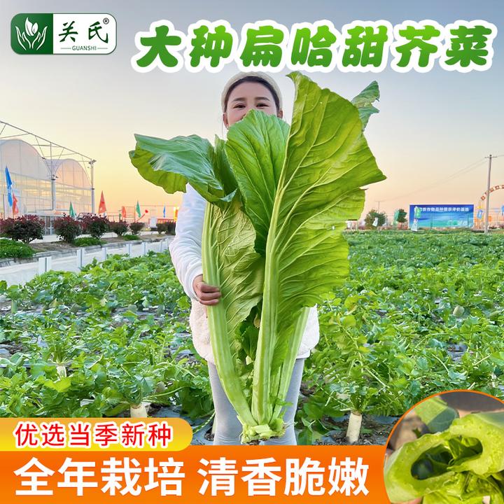 【大叶甜芥菜种子】阳台庭院四季盆栽种植农家菜园地芥兰蔬菜种籽