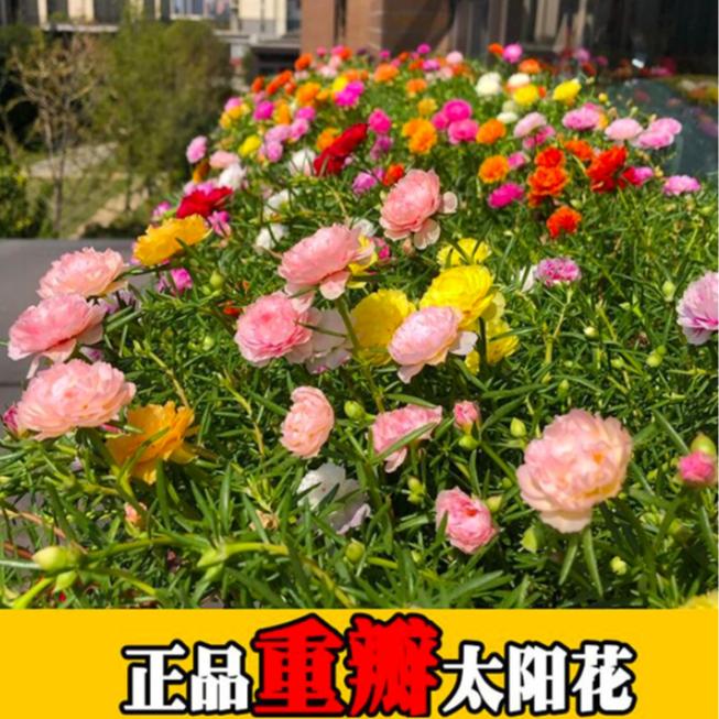【太阳花种子】混色7色重瓣太阳花易活易种阳台庭院
