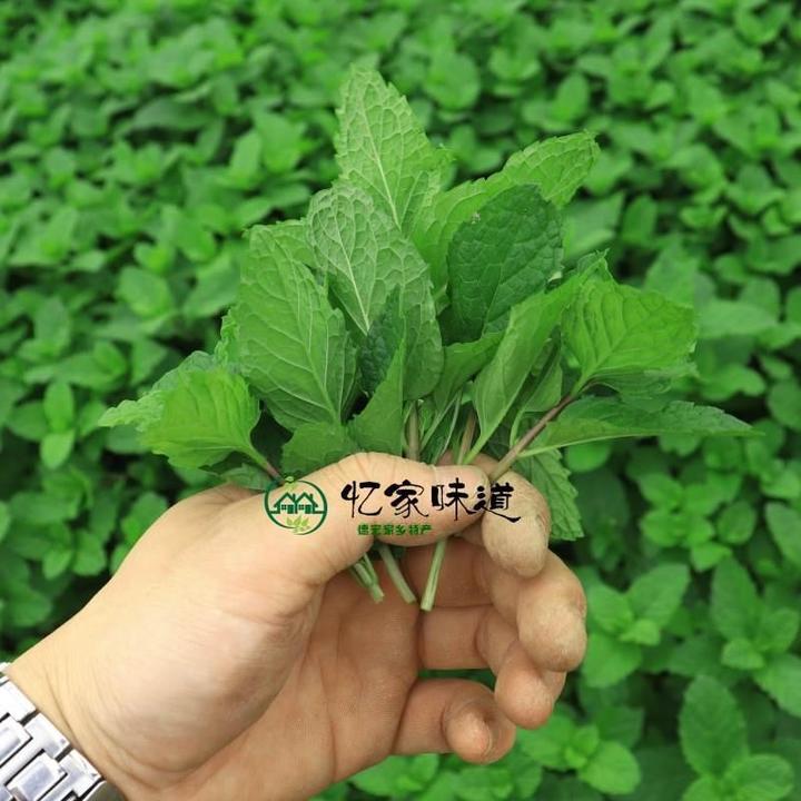 云南德宏野生新鲜薄荷叶250克新鲜蔬菜莫吉托鸡尾酒调酒香料