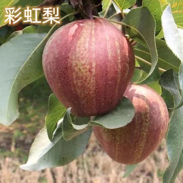 彩虹梨苗南北方庭院地栽种植特大梨树果苗盆栽嫁接活苗当年结果