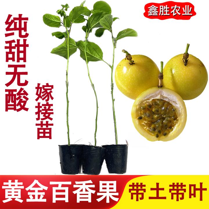 纯甜黄金百香果苗台农百香果嫁接苗树苗多次结果阳台盆栽庭院种植