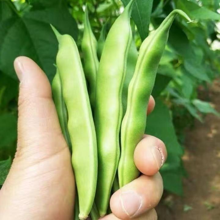 【无架油豆种子】新东北宽油豆角种子开锅烂无筋无柴