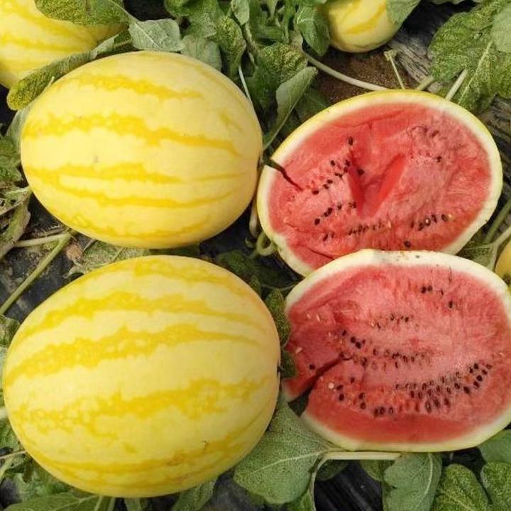 黄皮西瓜种子早熟春播超甜西瓜籽四季播种
