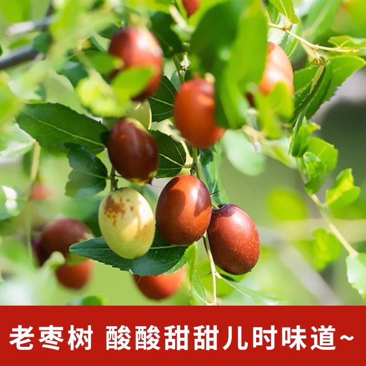 2025农家酸枣新鲜水果大酸枣山西大酸枣酸甜鲜枣儿时童年味道孕妇