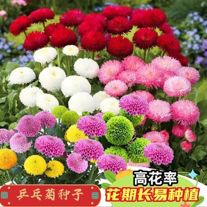 乒乓球菊花种子室内阳台盆栽种植花苗四季开花七彩乒乓菊花卉种子