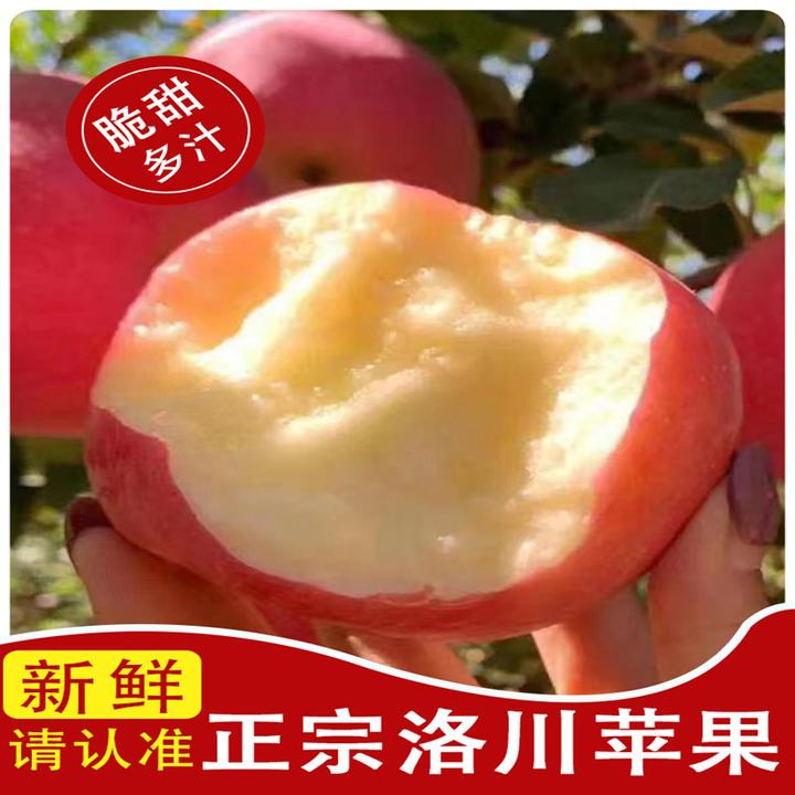 现摘现发正宗洛川苹果陕西红富士新鲜苹果皮薄肉厚脆甜可口5-10斤