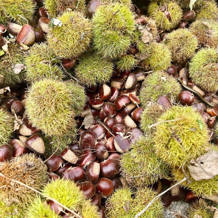 【中果】2025年坏果包赔河北京东油栗子迁西兴隆板栗产地直发包邮