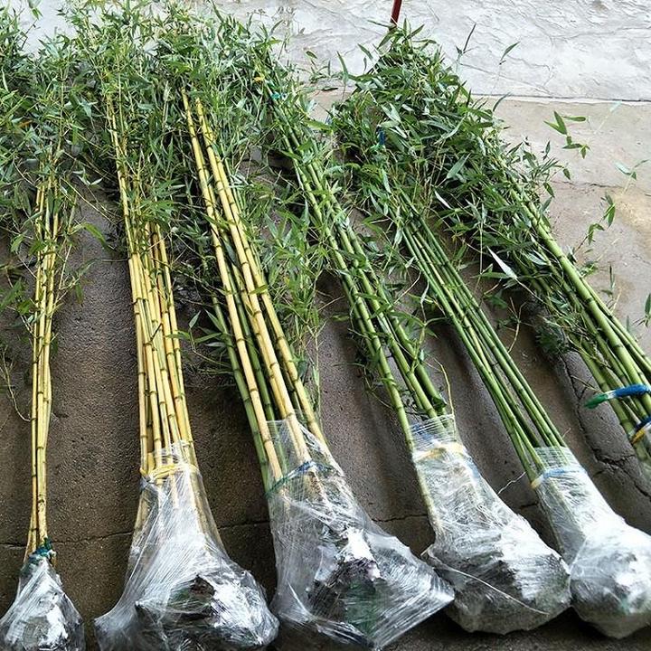 青竹竹子苗庭院植物绿化北方耐寒树苗金镶玉竹青竹紫竹竹四季常青