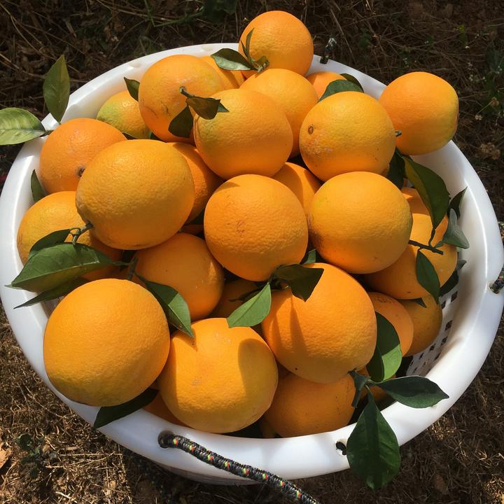 赣南安远脐橙果农现摘现发应季水果食用新鲜香甜水分多汁包邮快递