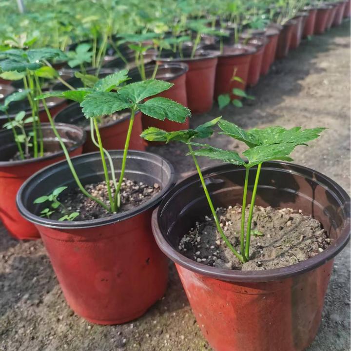 咸草三高草神仙草长寿草绿植盆栽连盆带土阳台地栽庭院四季可种