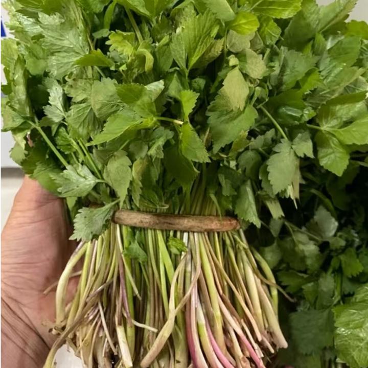 【大叶芹菜种子】香味浓郁芹菜种子四季播种蔬菜种子