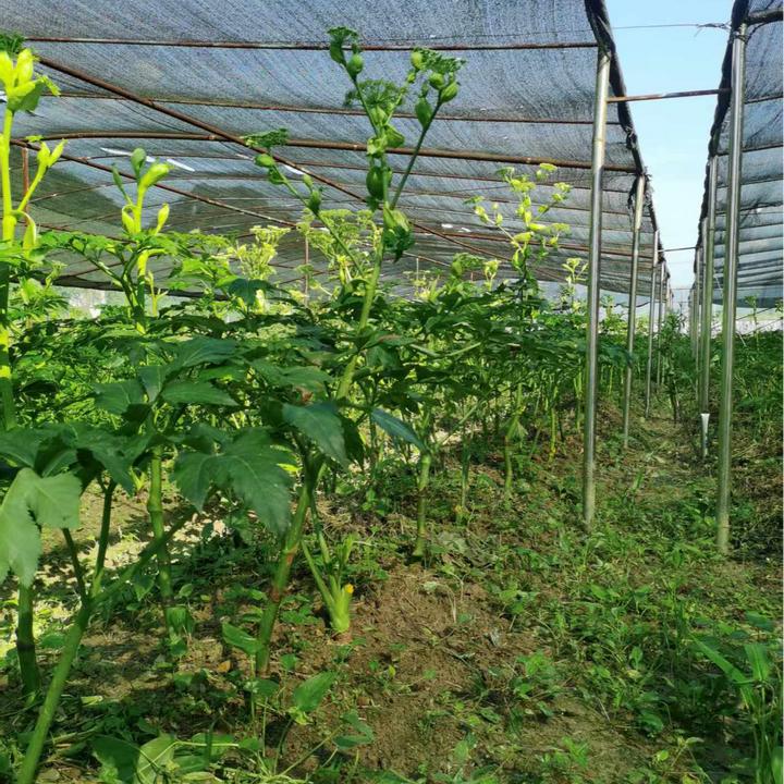 咸草王神仙草仿野生露天种植干叶可泡茶长寿菜叶子蔬菜干货