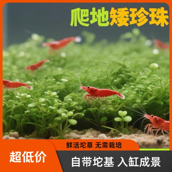 爬地矮珍珠日本矮珍珠坨草草坪鱼缸造景净水增氧高珍珠水草