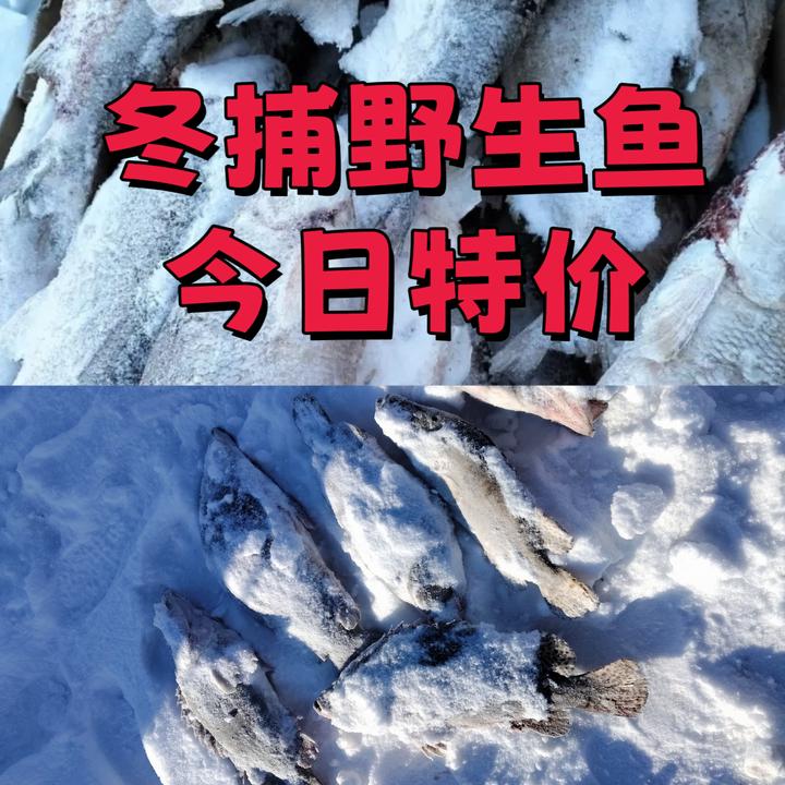7斤多冬捕野生鲤鱼新鲜江鱼天然野生大江鱼正宗野生江鲤子