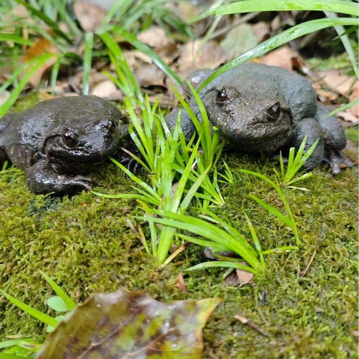 福建山泉石蛙鲜活石蛙棘胸蛙石林坑降批发销售