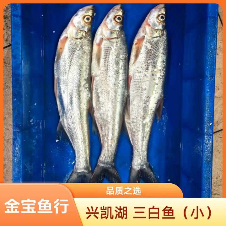 兴凯湖 小三白鱼大