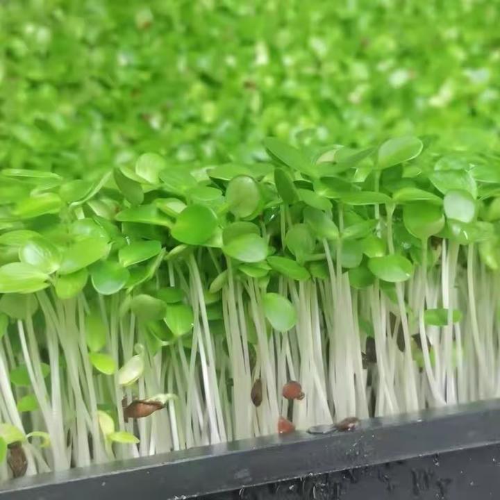 鲜嫩现采香椿苗芽新鲜蔬菜可作酒店饭店商用食材现采现摘特色菜品