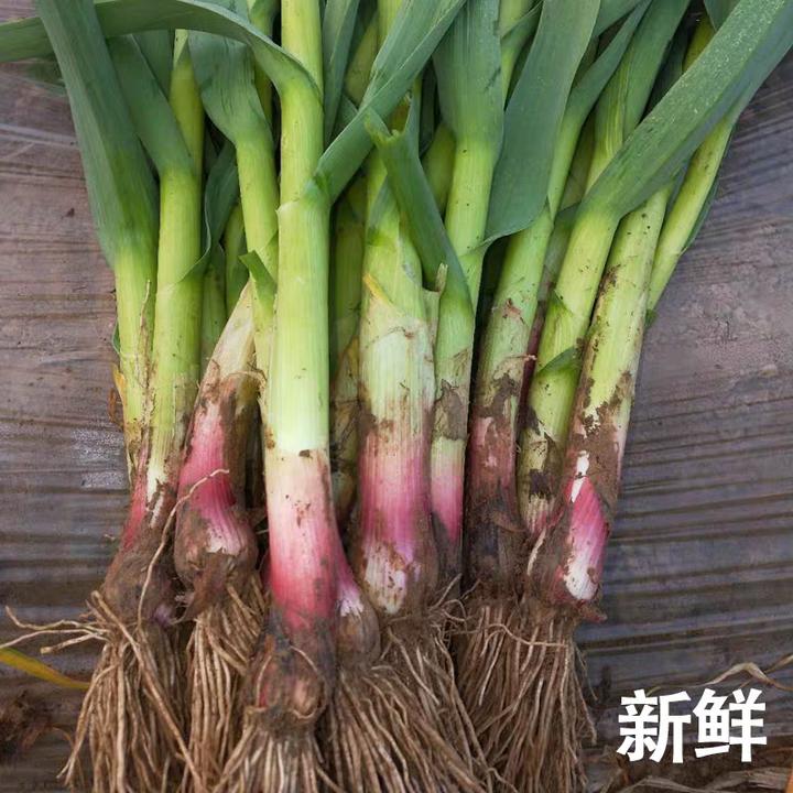 【无蓝帆】放心红根蒜苗新鲜现挖露天鲜蒜苗3斤/5斤