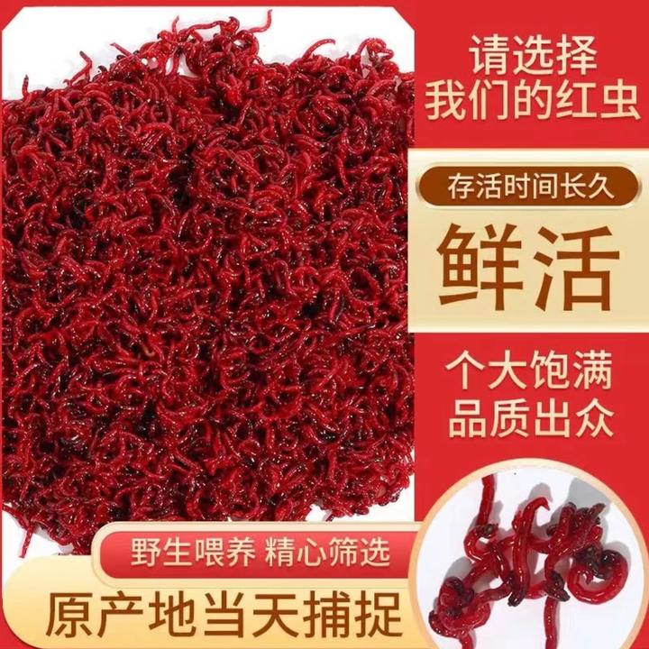 特大红虫活饵鲜活黑坑拉饵小虫蚯蚓活体秋冬野钓黑头公虫鲫鱼饵料