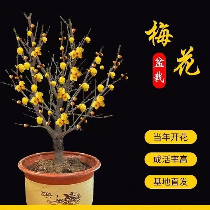 【带花苞】唇瓣素心腊梅梅花盆栽地栽老桩浓香型耐寒冬天开花庭院