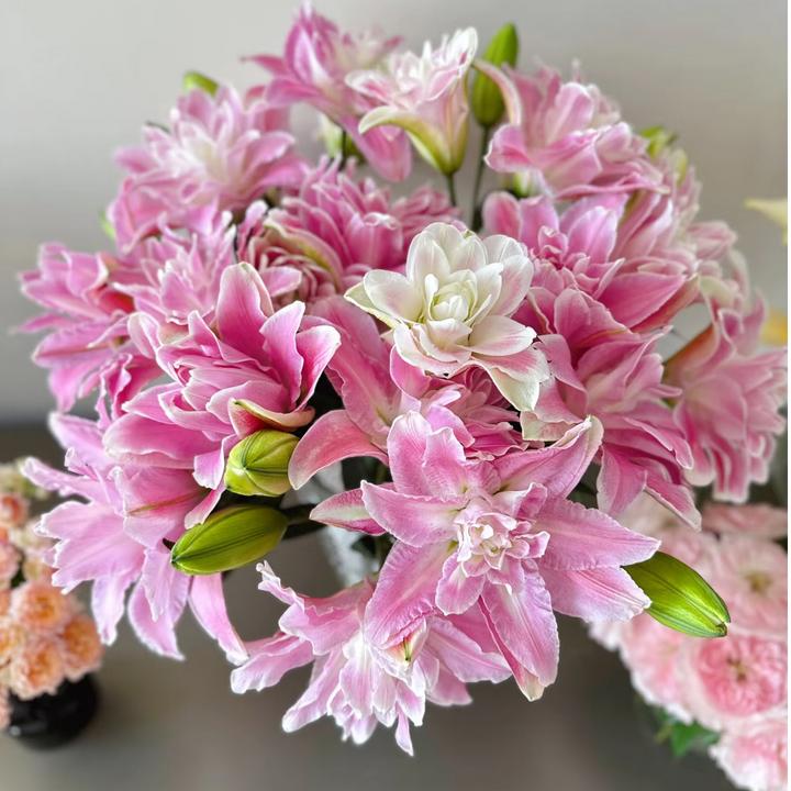 【莲花仙子】14/16大花浓香型进口香水重瓣百合种球莲花仙子