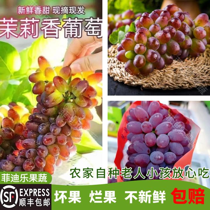 【顺丰包邮】云南高山茉莉香葡萄新鲜上市优质严选现采现摘小串多汁
