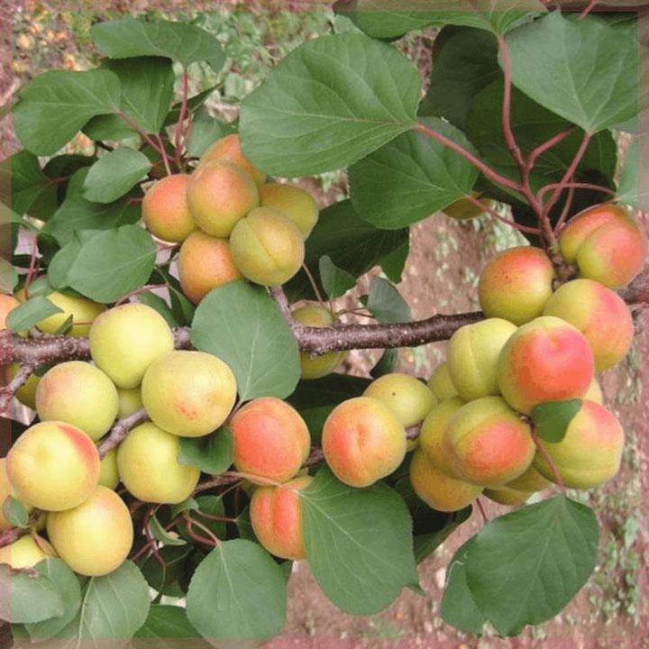 河北大香白杏子树苗真核大香白杏树苗嫁接早熟特大杏子苗当年结果