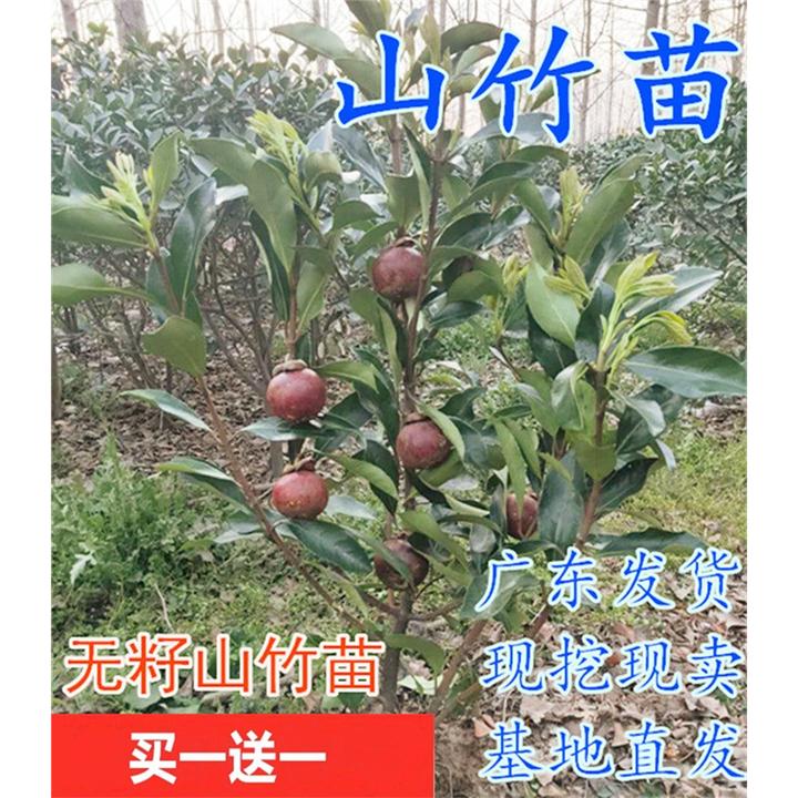 山竹苗 山竹树苗当年结果盆栽树苗南方种植水果树苗北方地栽