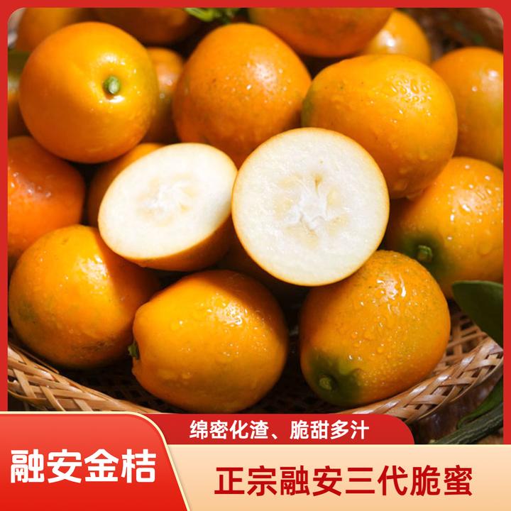 【经济实惠款】广西融安脆蜜金桔三代应季上市水果新鲜采摘绵密多汁