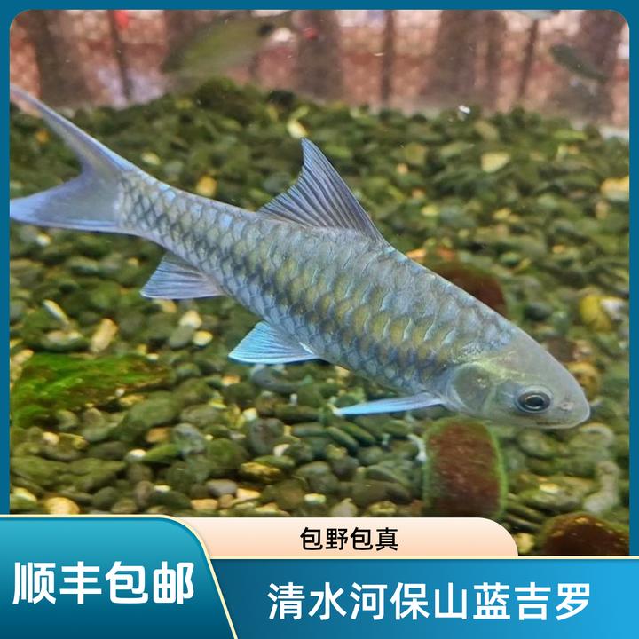 清水河保山蓝吉罗包野保真顺丰包邮