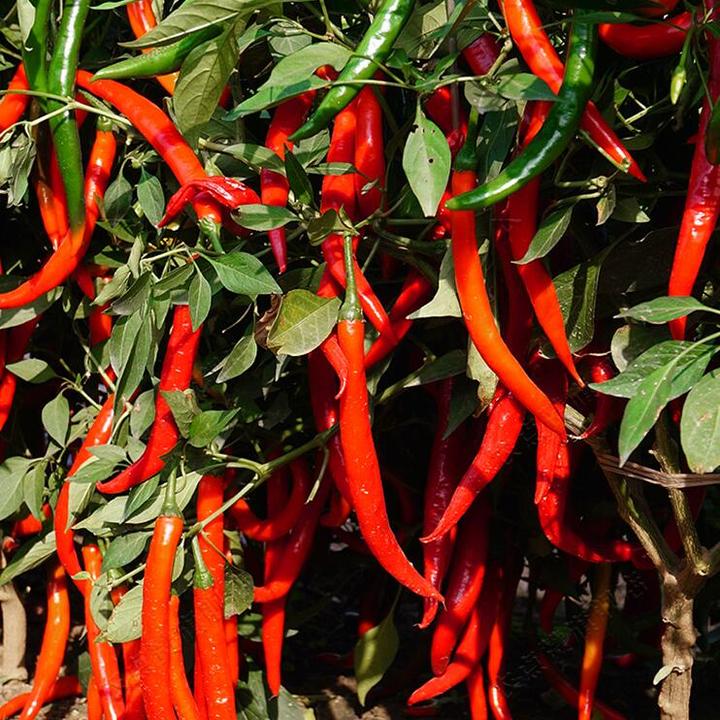 美人椒种子  长辣椒种子抗病中辣薄皮椒阳台盆栽红辣椒种孑