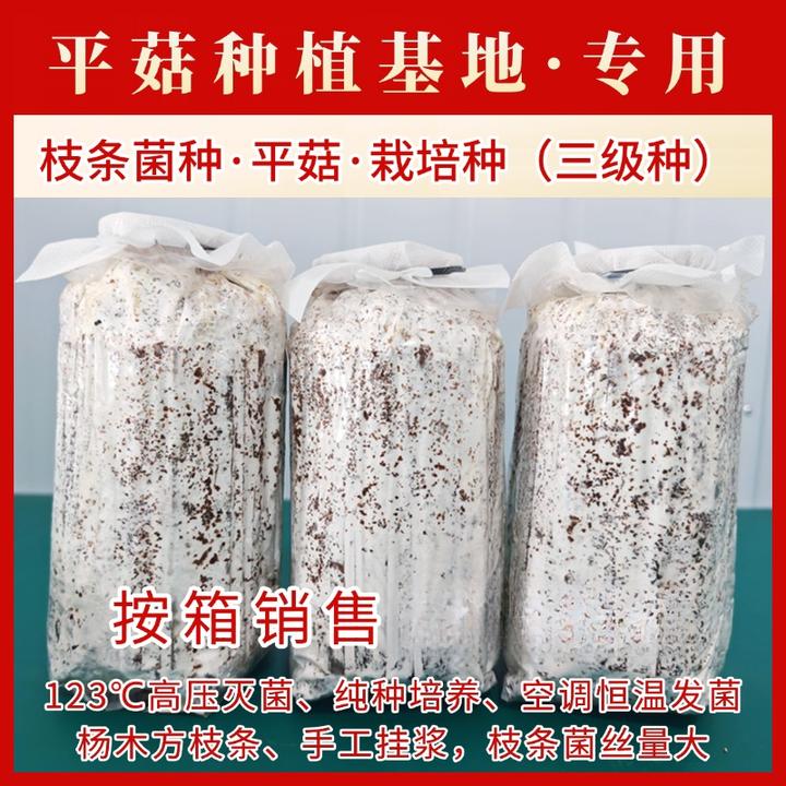 六希平菇菌种栽培种食用菌枝条三级种平菇基地春季黑色纯种培养