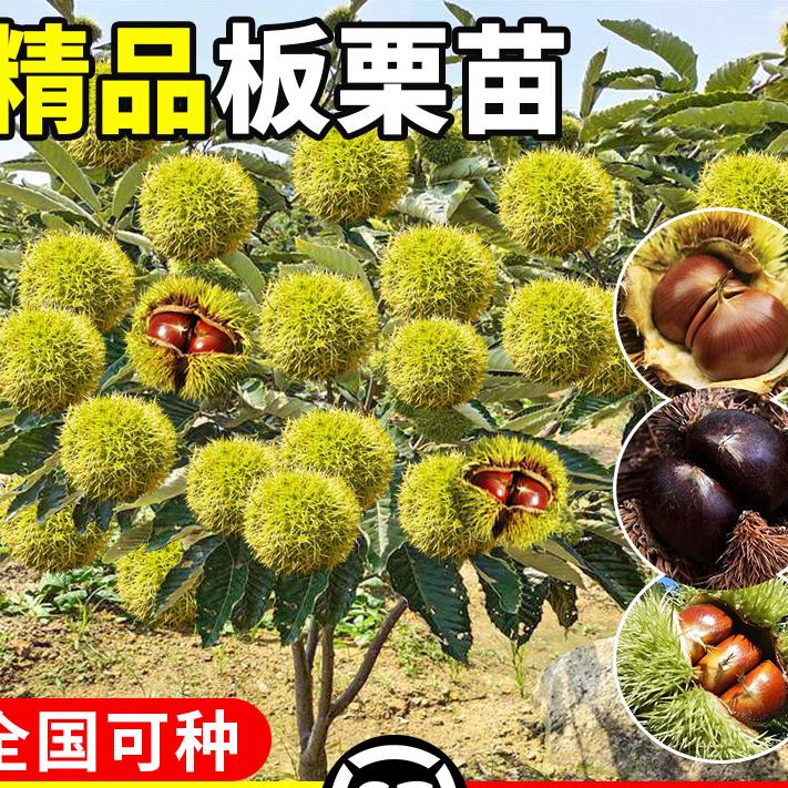 嫁接板栗苗树地栽南方北方种植大红袍特大板栗树果树果苗当年结果