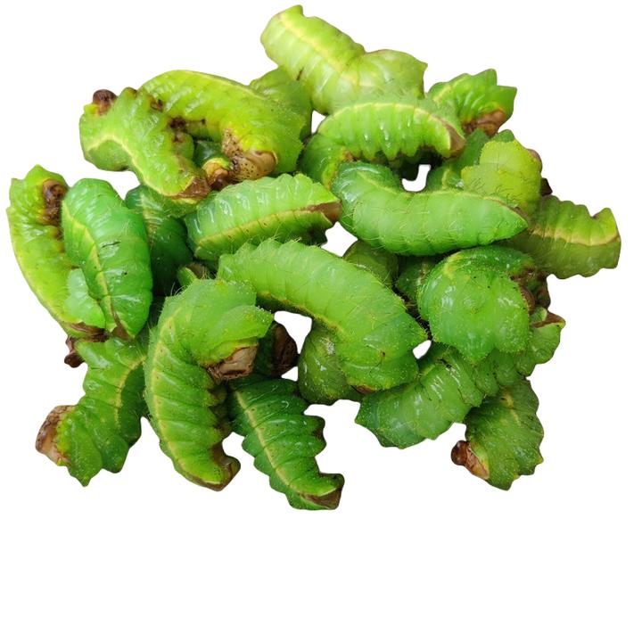虫子可食用高蛋白东北大绿虫子柞蚕新鲜清理干净速冻发货顺丰包邮