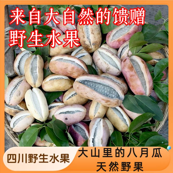 【天然野果】四川高山野生新鲜八月瓜八月炸水果鲜果