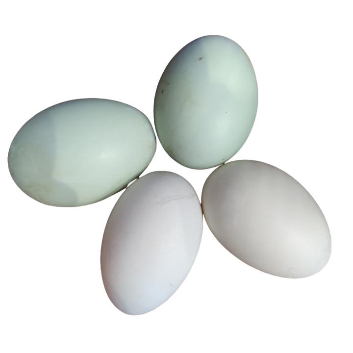 东北新鲜农家江边散养吃小鱼笨鸭蛋腌制咸鸭蛋笨鸭蛋顺丰包邮蛋托