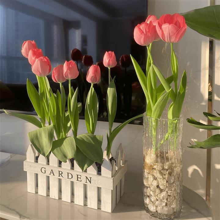 郁金香种球水培盆栽荷兰进口重瓣四季开花好活土养阳台花种籽