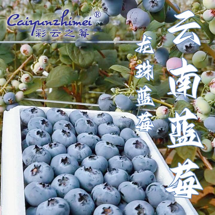 【D09小龙珠】云南高山花果香蓝莓脆甜新鲜现采摘水果顺丰/邮政空运