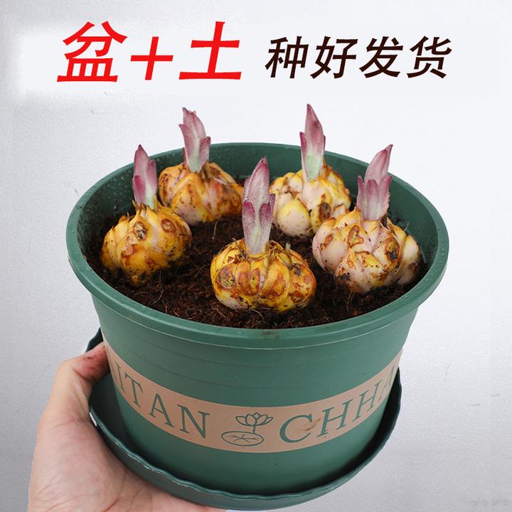 新疆西藏包邮】带盆带土 百合种球 种好发货 多年生