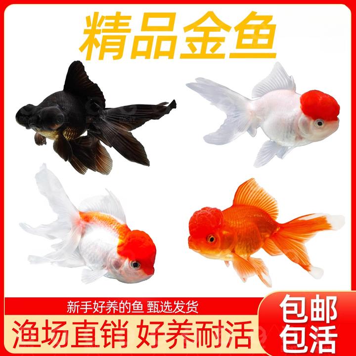 鸿运当头金鱼观赏鹤顶红鱼活体鱼苗冷水小鱼淡水好养国狮金鱼活鱼