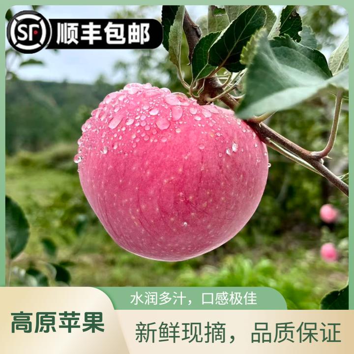 当季吉县红富士苹果脆甜产地直发一级果（中果、大果）顺丰包邮