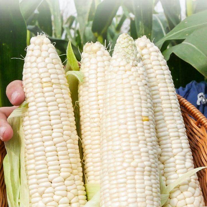 白甜糯玉米种子春播高产玉米农家大田易种早熟白玉米粟米包谷种籽