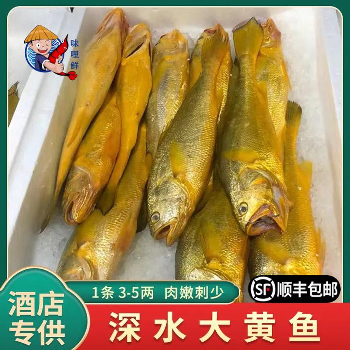 味哩鲜 东海捕捞鲜嫩黄鱼大黄鱼鲜美3斤7-9条