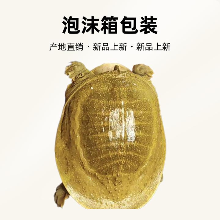 【直播间一物一拍】外塘生态鲜活甲鱼产地直销鲜活