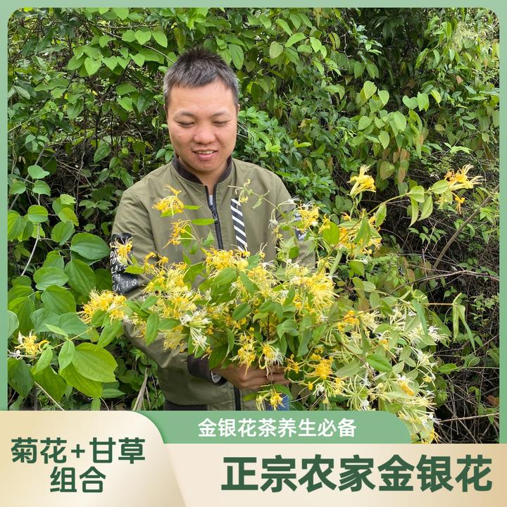 农家正宗100%金银花甘草罗汉果干货金银花菊花组合养生茶煮泡水喝