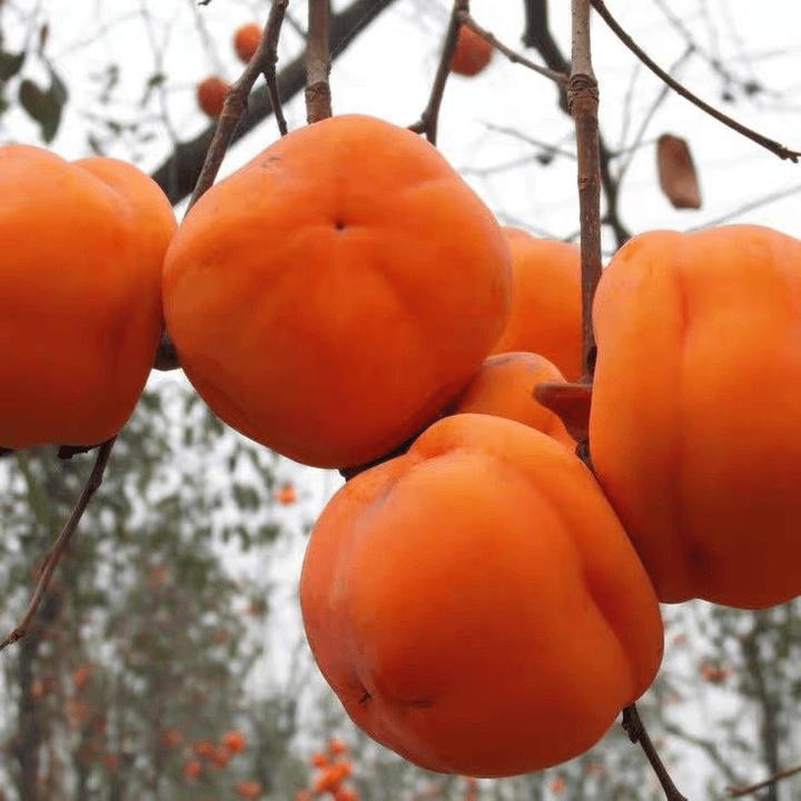 磨盘柿子树苗嫁接脆甜柿子苗盆栽果苗南北方种庭院耐寒无核柿子树